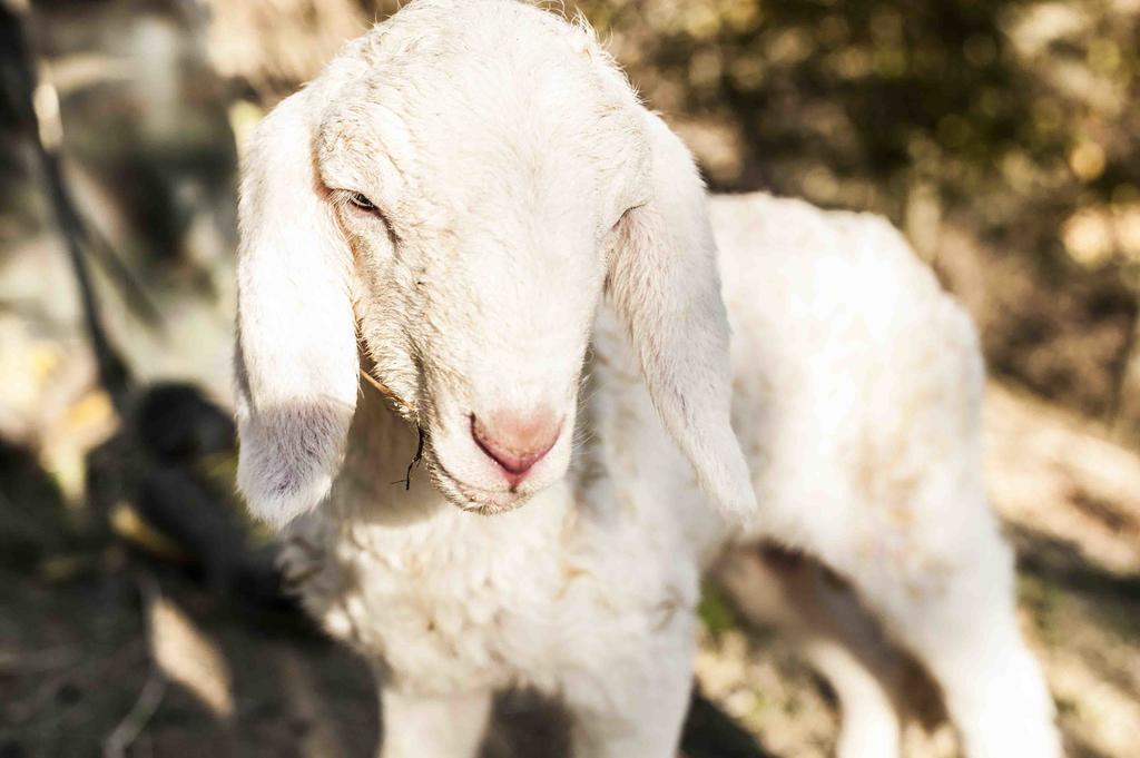 Azienda Agrituristica Alcastle Montabone Dış mekan fotoğraf