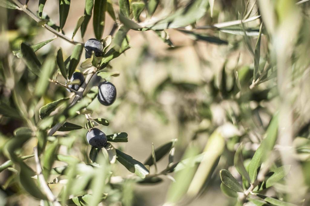 Azienda Agrituristica Alcastle Montabone Dış mekan fotoğraf