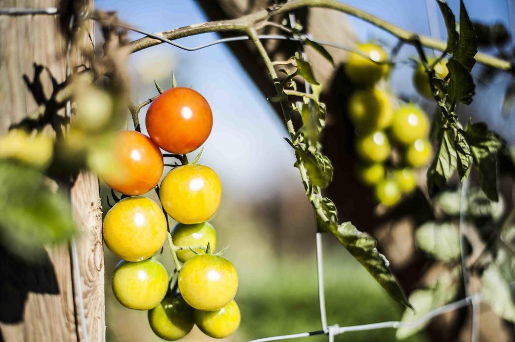 Azienda Agrituristica Alcastle Montabone Dış mekan fotoğraf